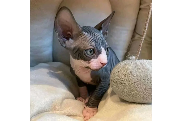 $650 : Adopt and Sphynx kitten image 2