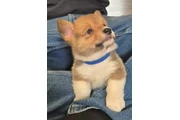 $2000 : Reg'd Pembroke Welsh Corgi thumbnail