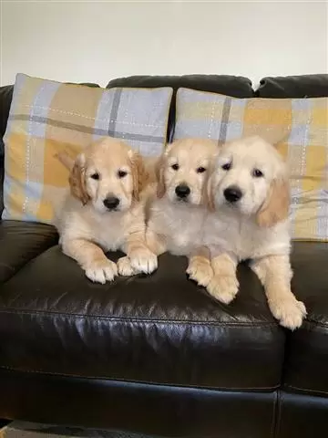 $420 : Super Golden Retrievers Pups image 1