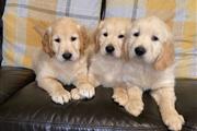Super Golden Retrievers Pups en Des Moines