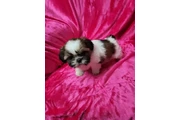 $450 : Shihtzu maltes male thumbnail