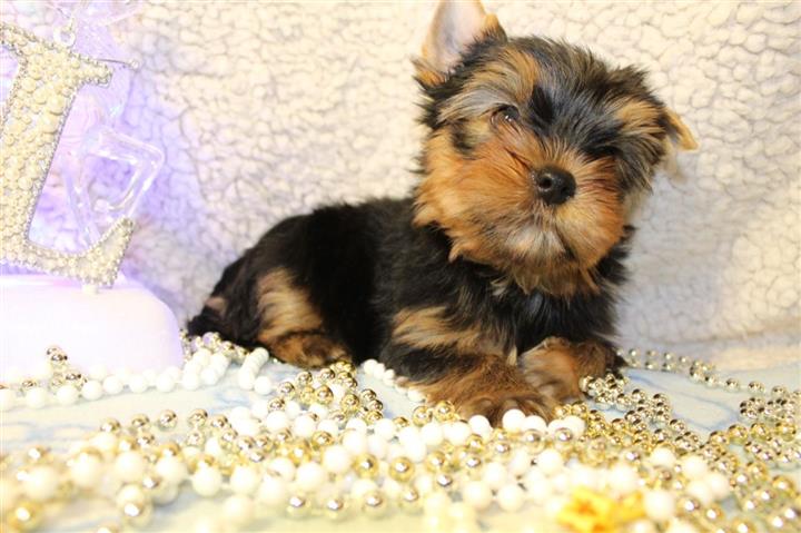 adorable Yorkie Puppy image 1