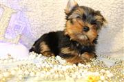 adorable Yorkie Puppy