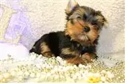 adorable Yorkie Puppy en Oklahoma City