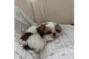 Shih Tzu for homing en San Francisco Bay Area