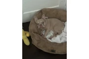 Frenchie female en Los Angeles