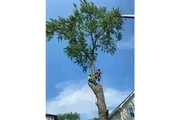 MENDOZA TREE SERVICE en Los Angeles