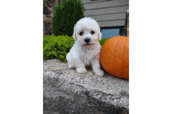 $190 : $190 : Available Bichon Pups image 2