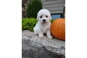 $190 : $190 : Available Bichon Pups thumbnail