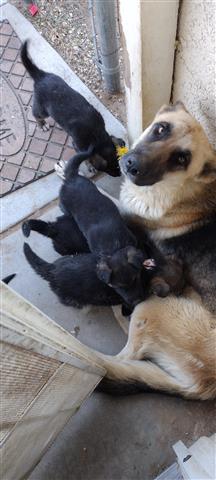 $300 : puppies German Shepherd image 1