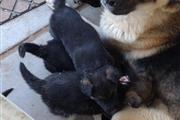$300 : puppies German Shepherd thumbnail
