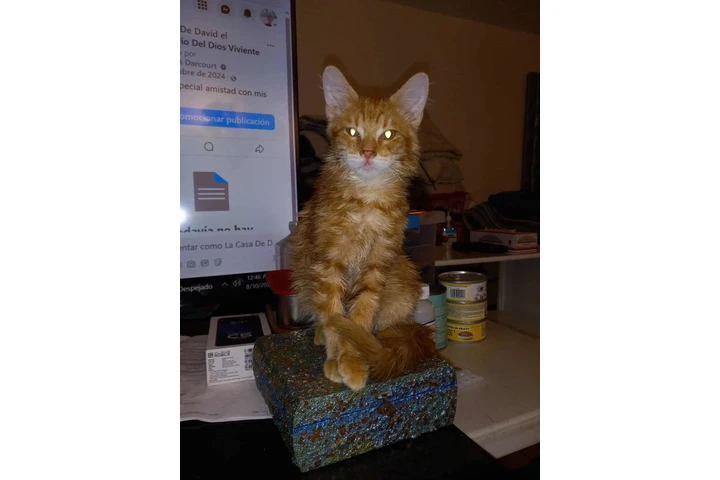 $50 : Un lindo gatito para ti. image 5