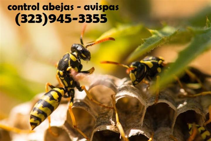 24/7 PEST CONTROL 323-945-3355 image 8