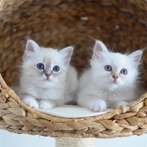 $360 : #Tagisell gatitos Ragdoll image 1