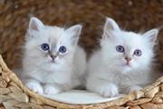 #Tagisell gatitos Ragdoll en Los Angeles