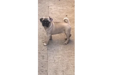 Puppies Pugs de Raza Pura en Los Angeles