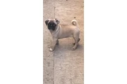 $450 : Puppies Pugs de Raza Pura thumbnail