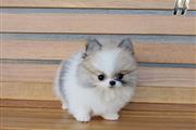 Pomeranian puppies en Los Angeles