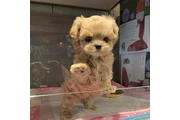 $350 : MALTIPOO EN VENTA thumbnail