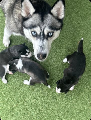 $400 : Husky Puppies For Sale image 1