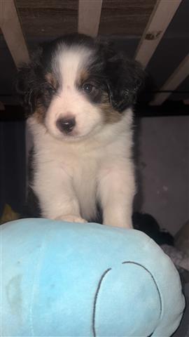 $200 : mini Australian shepherd image 1