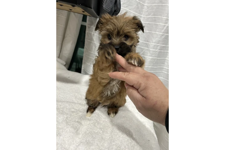 $500 : Maltipoo image 6