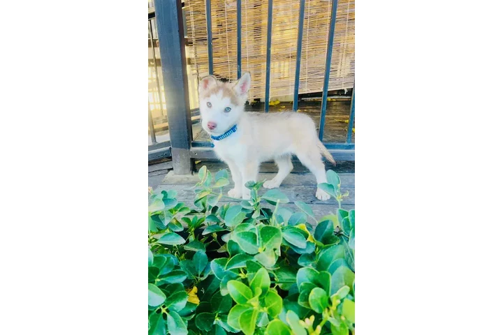 $280 : HUSKY EL GUERO ojos verdes image 1