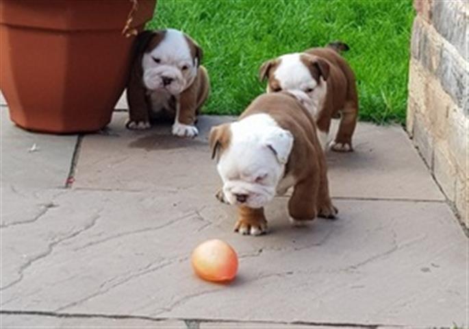 $750 : Englis Bulldog puppies adoptio image 2