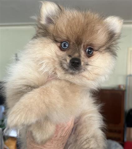 $500 : Pomeranians for Sale dm image 1