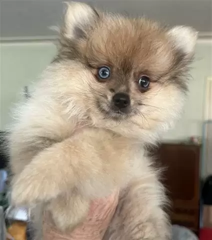 $500 : Pomeranians for Sale dm image 1