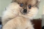 Pomeranians for Sale dm en Orlando