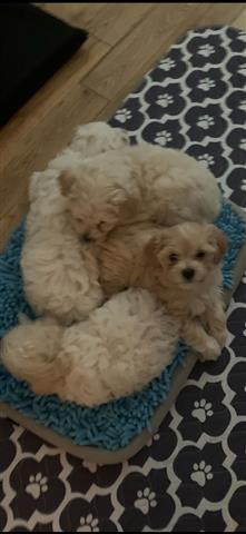 $500 : Maltipoo pupies image 3