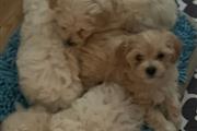 $500 : Maltipoo pupies thumbnail