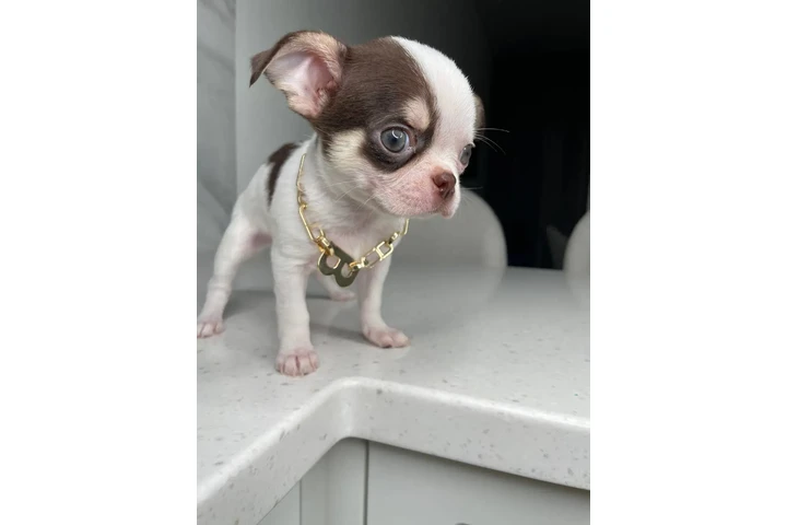 $300 : Teacup Chihuahua puppies image 1