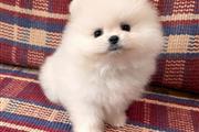 Pomeranian Puppy Ready