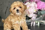 Maltipoo puppies for sale en Miami