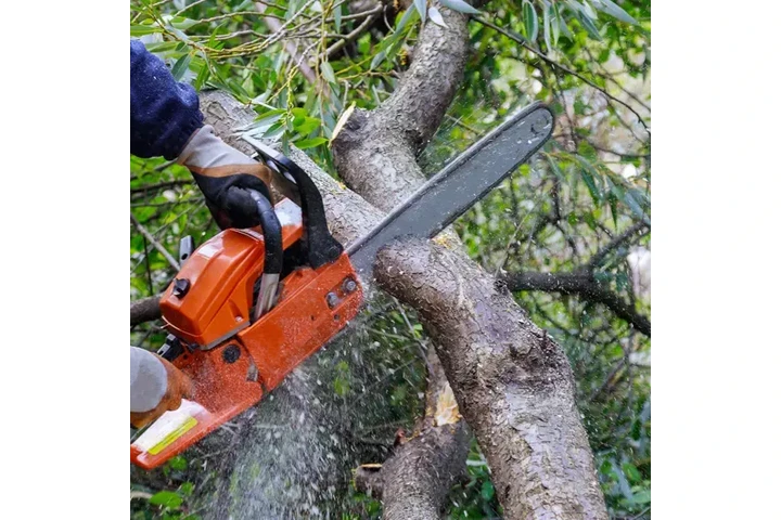 Professional Tree Care image 4