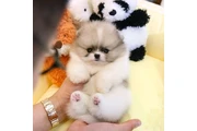 Pomerania puppies en Los Angeles