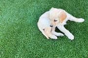 Golden Retriever thumbnail