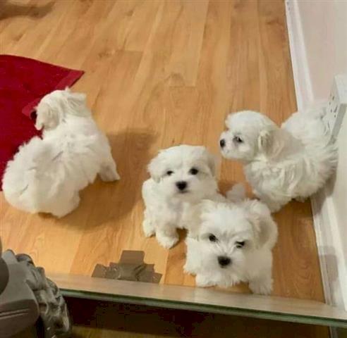 Salt Maltese Puppies Available image 1