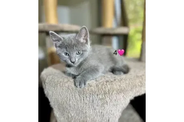 Russian Blue Kittens🐈🐈 image 5