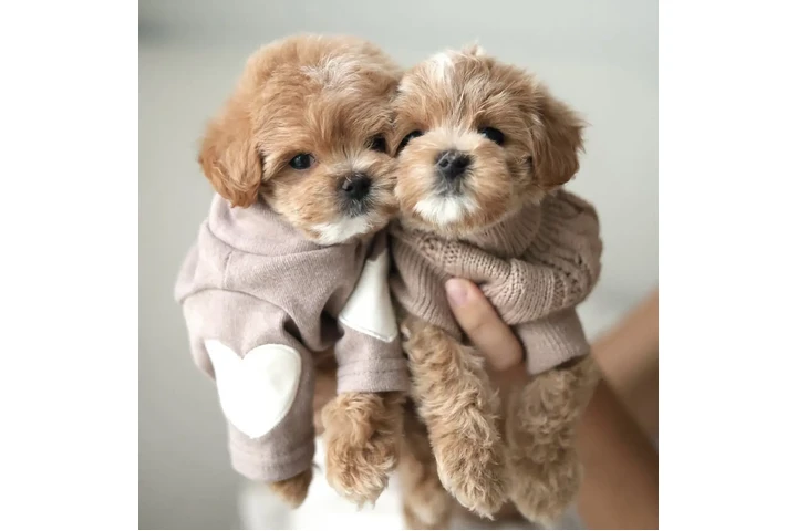 $450 : 2 Maltipoo Available image 1