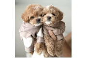 2 Maltipoo Available en Canton