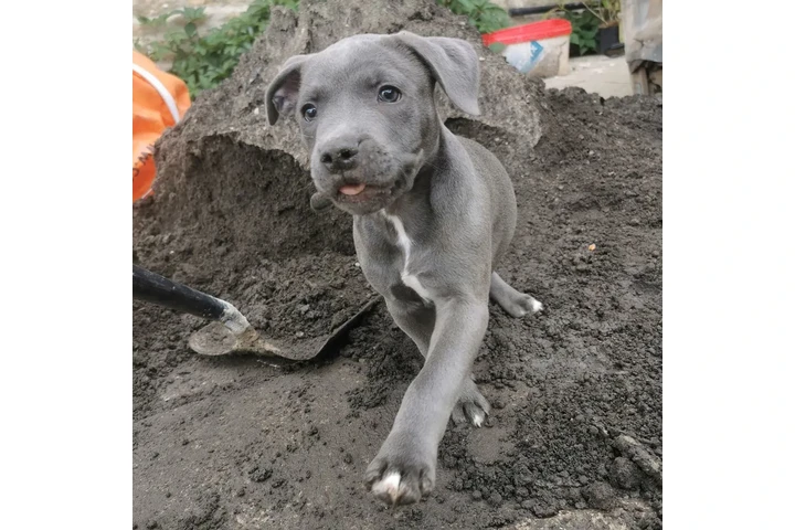 $350 : pitbull en venta image 1
