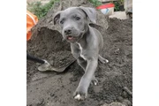 pitbull en venta en Los Angeles
