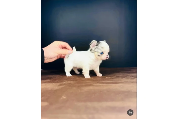 $350 : chihuahua en venta image 2