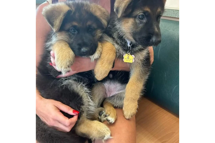 $350 : Cachorros de pastor alemán image 4