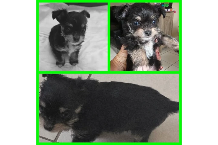 $600 : Perrita chizer negrita image 1