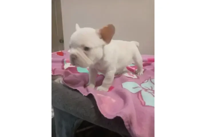 POMERANIANS Y SHIH-TZU 🐕 image 3