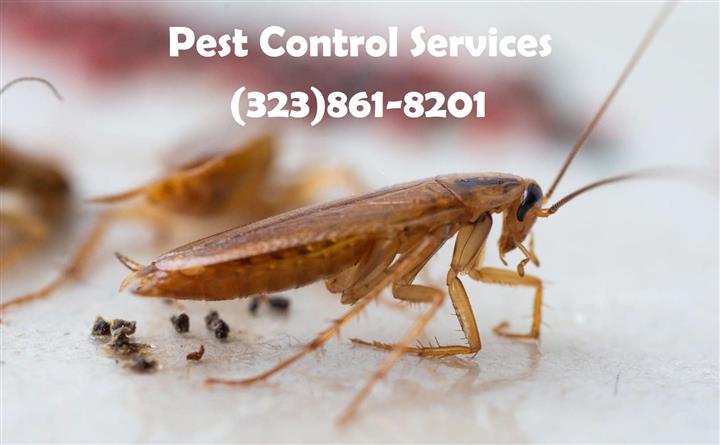 PEST CONTROL (323)945-3355 image 5